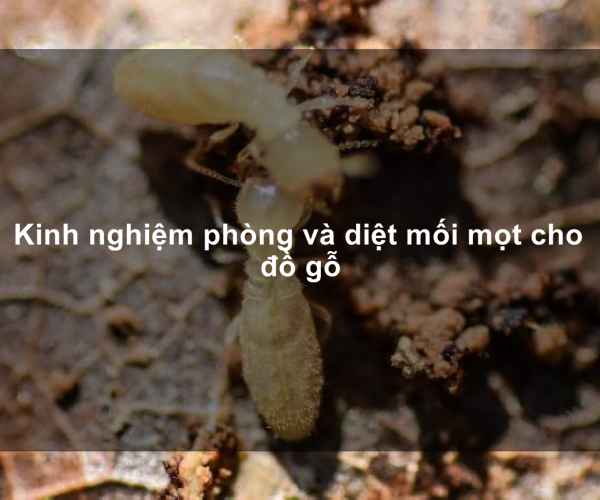 Chống Mối Mọt Nhà Gỗ Đơn Giản Nhất