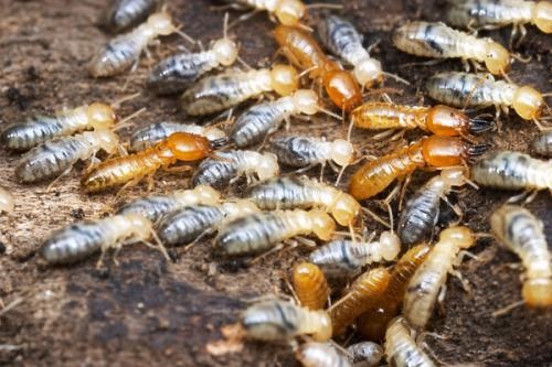 Chống Mối Mọt Nhà Gỗ Đơn Giản Nhất