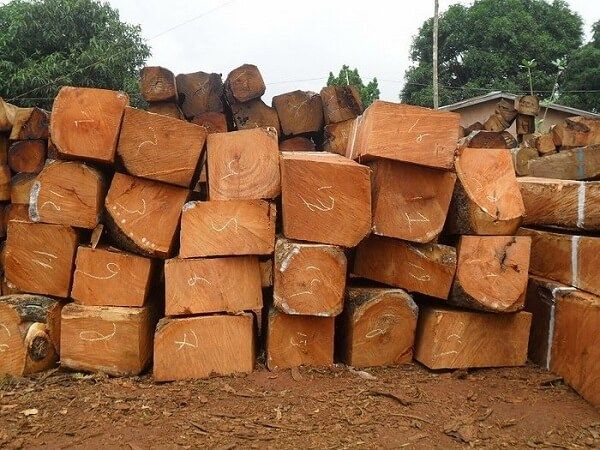 9+ Những Điều Bạn Nên Biết Về Gỗ Gụ Và Giá Trị Sử Dụng Thực Tế