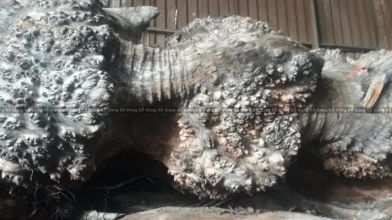 Gỗ Nu Táu Mật – Một Trong Tứ Đại Thiết Việt Nam