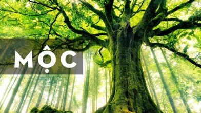 Nhà Gỗ Hợp Mệnh Mộc: Cách Bài Trí Dành Cho Gia Chủ Mệnh Mộc