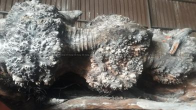 Bán gỗ nu Táu mật khủng - Hàng Việt Nam